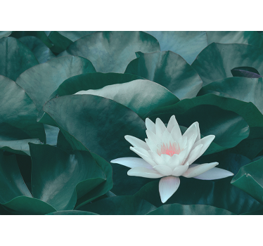 Fototapete Blumen lotusblüte nahaufnahme - TenStickers