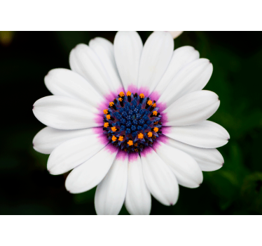 Fototapete blumen weißer blütenzauber - TenStickers