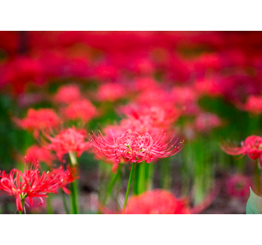 Fototapete mohnblumen lebhafte karminrote blumen - TenStickers