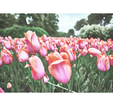 Fototapete mohnblumen tulpenfeldblüte - TenStickers