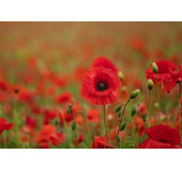 Fototapete mohnblumen lebendige mohnblüten - TenStickers