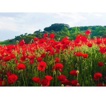 Fototapete mohnblumen rotes mohnfeld - TenStickers