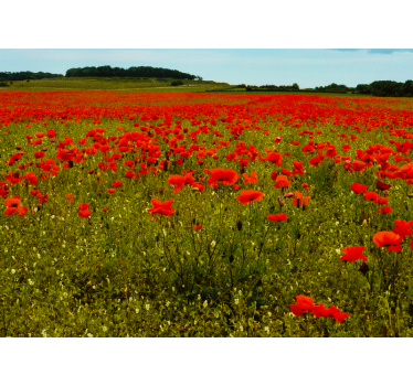 Fototapete mohnblumen lebhaftes mohnfeld - TenStickers