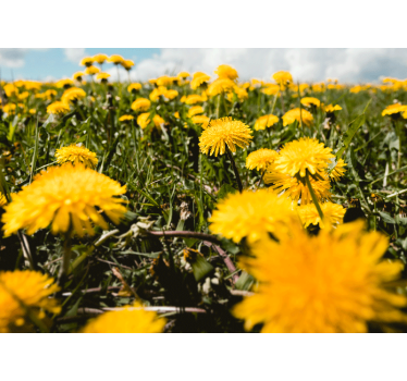 Fototapete pusteblume feldansicht - TenStickers