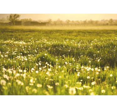 Fototapete blumen löwenzahnwiesenmotiv - TenStickers