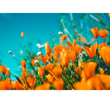 Fototapete blumen goldene mohnblüten - TenStickers