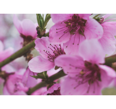 Fototapete mohnblumen strahlende rosa blumen - TenStickers