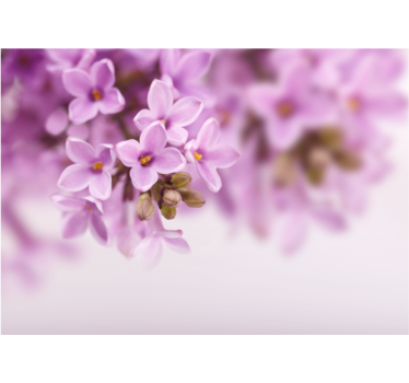 Fototapete blumen zarte lila blüten - TenStickers
