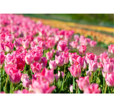 Fototapete Tulpen lebendig blühendes feld - TenStickers