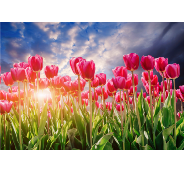 Fototapete blumen strahlendes tulpenfeld - TenStickers