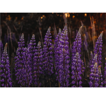 Fototapete blumen lila blumenfelder - TenStickers