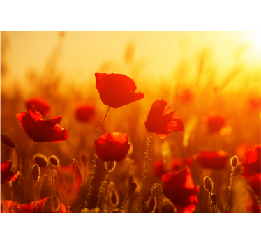Fototapete mohnblumen sonnenaufgang im feld - TenStickers