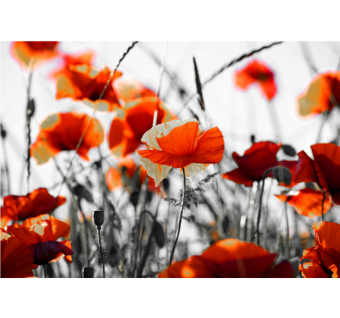 Fototapete mohnblumen lebhaftes mohnblumenfeld - TenStickers