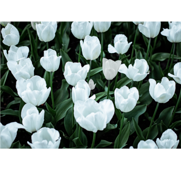 Fototapete blumen elegante weiße tulpen - TenStickers
