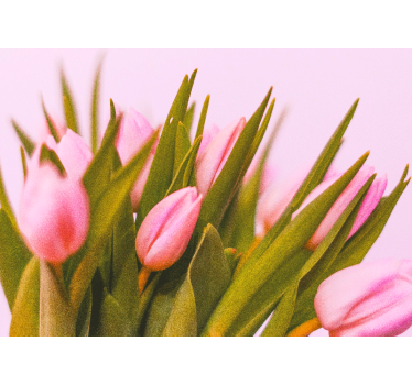 Fototapete mohnblumen in pinken tulpenblüten - TenStickers