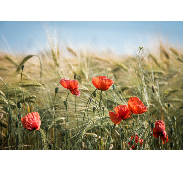 Fototapete mohnblumen wiesenruhe - TenStickers