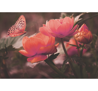 Fototapete blumen schmetterling über blüten - TenStickers