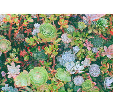 Fototapete blumen sukkulentengarten flora - TenStickers