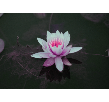 Fototapete Blumen eleganz der lotusblüte - TenStickers
