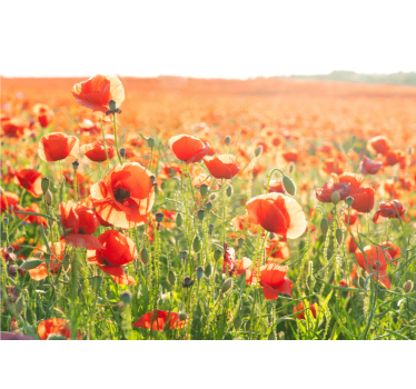 Fototapete mohnblumen sonnenbeschienene felder - TenStickers
