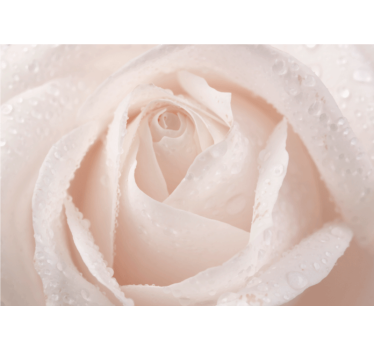 Fototapete Rosen zarte weiße blüte - TenStickers