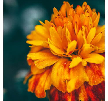 Fototapete blumen nahaufnahme einer orange blume - TenStickers