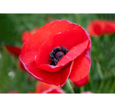 Fototapete mohnblumen rote mohnblüte - TenStickers