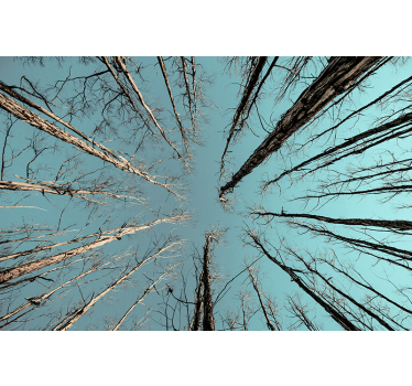 Fototapete baum bäume erreichen den himmel - TenStickers