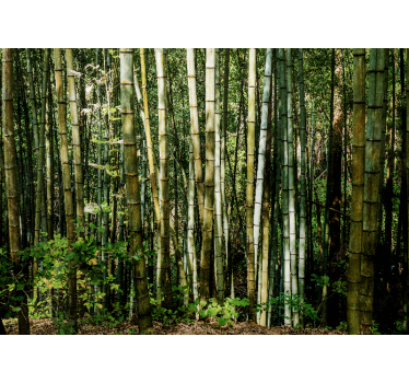 Fototapete bambus bambuswald landschaft - TenStickers