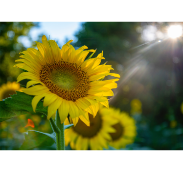 Fototapete blumen sonnenblumen leuchtend schön - TenStickers