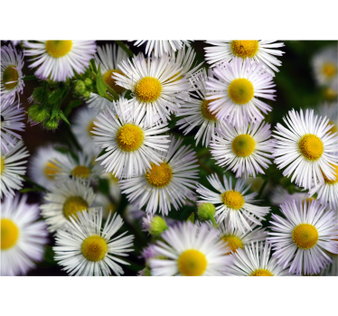 Fototapete blumen charmante weiße gänseblümchen - TenStickers