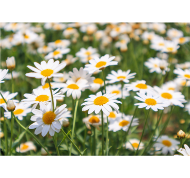Fototapete blumen strahlend blühende gänseblümchen - TenStickers