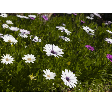 Fototapete blumen gänseblümchen und grün - TenStickers