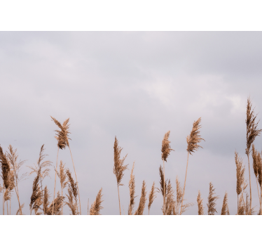 Fototapete baum mit silhouetten von hohem gras - TenStickers