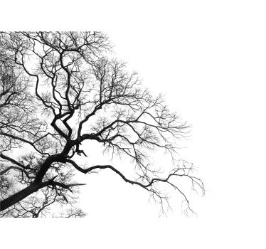 Fototapete baum Äste ohne blätter silhouette - TenStickers