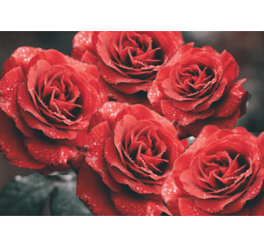 Fototapete blumen in leuchtenden roten rosen - TenStickers