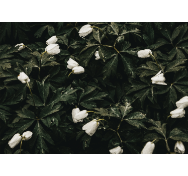 Fototapete blumen sanfte weiße blumen - TenStickers