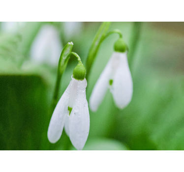 Fototapete blumen schneeglöckchen eleganz - TenStickers