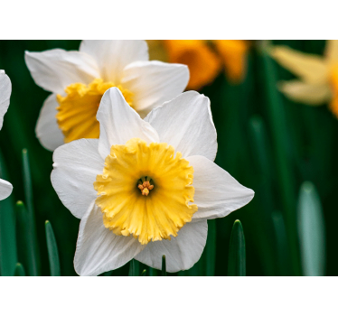 Fototapete mohnblumen narzissenblüten eleganz - TenStickers