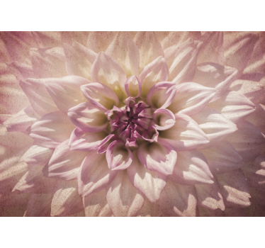Fototapete Blumen zarte rosa blüte - TenStickers