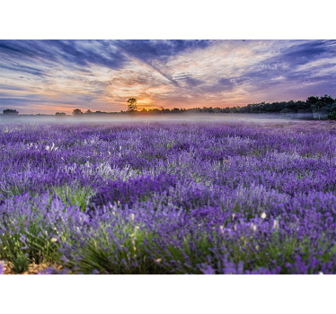 Fototapete blumen lavendelfeld im zwielicht - TenStickers