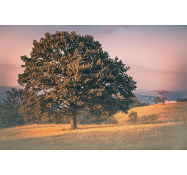 Fototapete natur große eiche - TenStickers