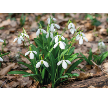 Fototapete blumen schneeglöckchen arrangement - TenStickers