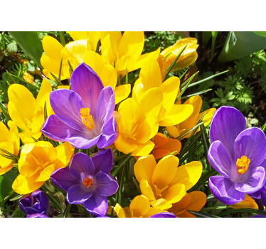 Fototapete blumen bunte krokusblüten - TenStickers