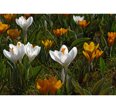 Fototapete blumen krokusblüte - TenStickers