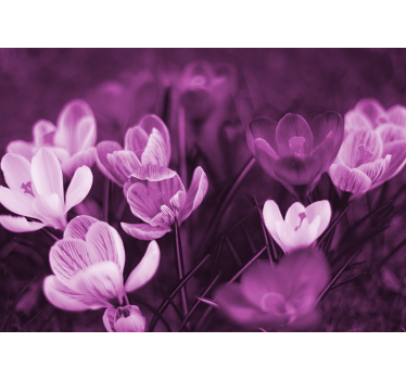 Fototapete mohnblumen zarte florale blüte - TenStickers
