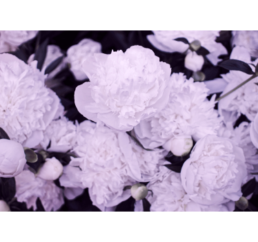 Fototapete blumen lavendel pfingstrosenblüten - TenStickers