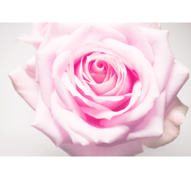 Fototapete mohnblumen in sanftem rosa - TenStickers