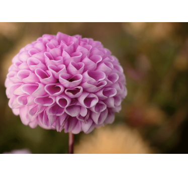 Fototapete blumen pinke blumensphäre - TenStickers