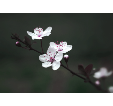 Fototapete mohnblumen sakura zweig - TenStickers